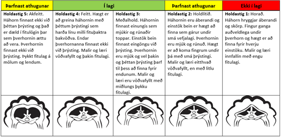 Mynd sem sýnir flokkun - lýsingu á holdastigi